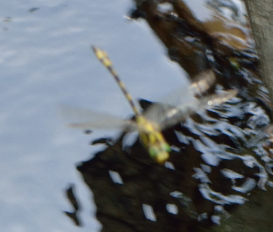 Gomphidae?  No, cfr. Cordulegaster sp. (Cordulegastridae)